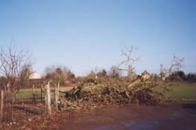 Tornade EF1 de Rouillé (Vienne) du 2 janvier 1998 - Arbre déraciné. © Mairie de Rouillé / Jean-Philippe FORESTIER Tornade EF1 de Rouillé (Vienne) du 2 janvier 1998 - Arbre déraciné. © Mairie de Rouillé / Jean-Philippe FORESTIER