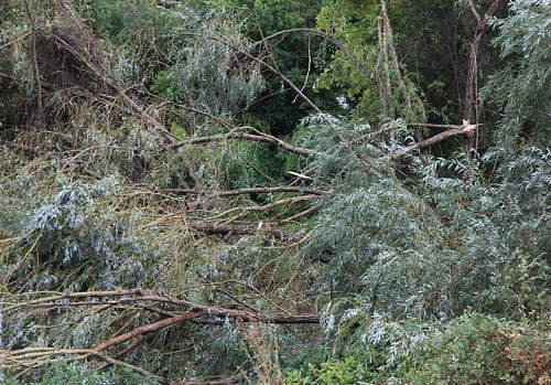 Tornade d'Ajaccio (2A) du 14 septembre 2009 - Branches de saules brisées. © ALTI Tornade d'Ajaccio (2A) du 14 septembre 2009 - Branches de saules brisées. © ALTI