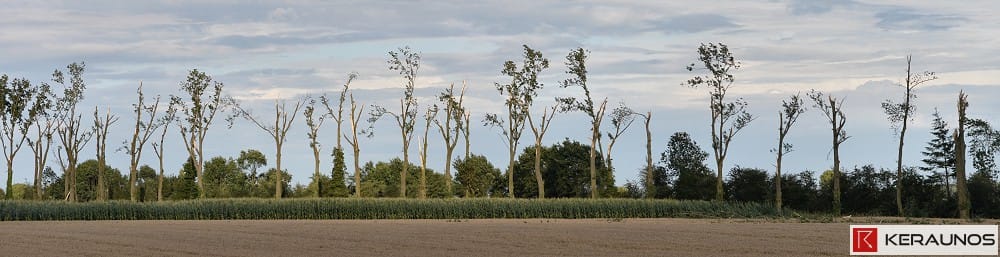 Basseux - Rangée d'arbres ébranchés. (c) - Keraunos