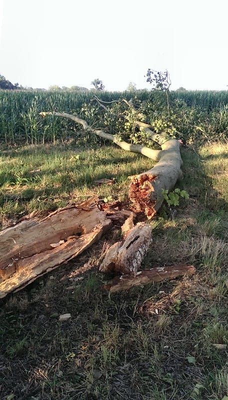 Dégâts consécutifs à la macrorafale de la nuit du 25 au 26 juillet 2013 en sud Charente. (c) V. Castagna Dégâts consécutifs à la macrorafale de la nuit du 25 au 26 juillet 2013 en sud Charente. (c) V. Castagna
