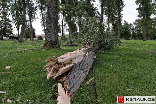 Grosse branche cassée par la tornade de Wambrechies (Nord) le 22 août 2014, dans un parc public (parc de Robersart). Tout promeneur qui se serait situé à cet endroit aurait pu être mortellement blessé, alors même que la tornade n'a présenté qu'une très faible intensité.