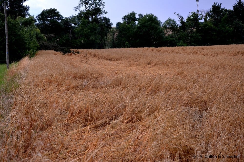 Dommages causés par la microrafale de Valdivienne (Vienne) du 28 juin 2014. (c) A. Grillon & S. Boutin - KERAUNOS Dommages causés par la microrafale de Valdivienne (Vienne) du 28 juin 2014. (c) A. Grillon & S. Boutin - KERAUNOS