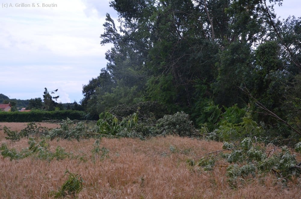 Dommages causés par la microrafale de Valdivienne (Vienne) du 28 juin 2014. (c) A. Grillon & S. Boutin - KERAUNOS Dommages causés par la microrafale de Valdivienne (Vienne) du 28 juin 2014. (c) A. Grillon & S. Boutin - KERAUNOS