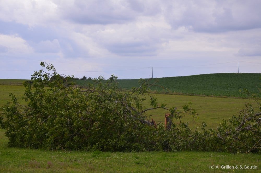 Dommages causés par la microrafale de Valdivienne (Vienne) du 28 juin 2014. (c) A. Grillon & S. Boutin - KERAUNOS Dommages causés par la microrafale de Valdivienne (Vienne) du 28 juin 2014. (c) A. Grillon & S. Boutin - KERAUNOS