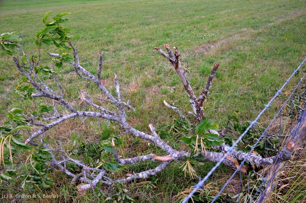 Dommages causés par la microrafale de Valdivienne (Vienne) du 28 juin 2014. (c) A. Grillon & S. Boutin - KERAUNOS Dommages causés par la microrafale de Valdivienne (Vienne) du 28 juin 2014. (c) A. Grillon & S. Boutin - KERAUNOS