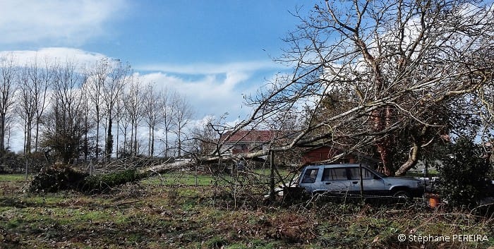 Arbre abattu par la tornade d'Arvert (Charente-Maritime) le 3 novembre 2014. © Stéphane Pereira Arbre abattu par la tornade d'Arvert (Charente-Maritime) le 3 novembre 2014. © Stéphane Pereira