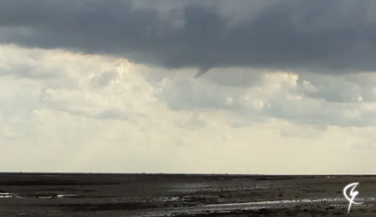 Tuba dans le Calvados le 5 septembre 2015. © Thibault CORMIER Tuba dans le Calvados le 5 septembre 2015. © Thibault CORMIER