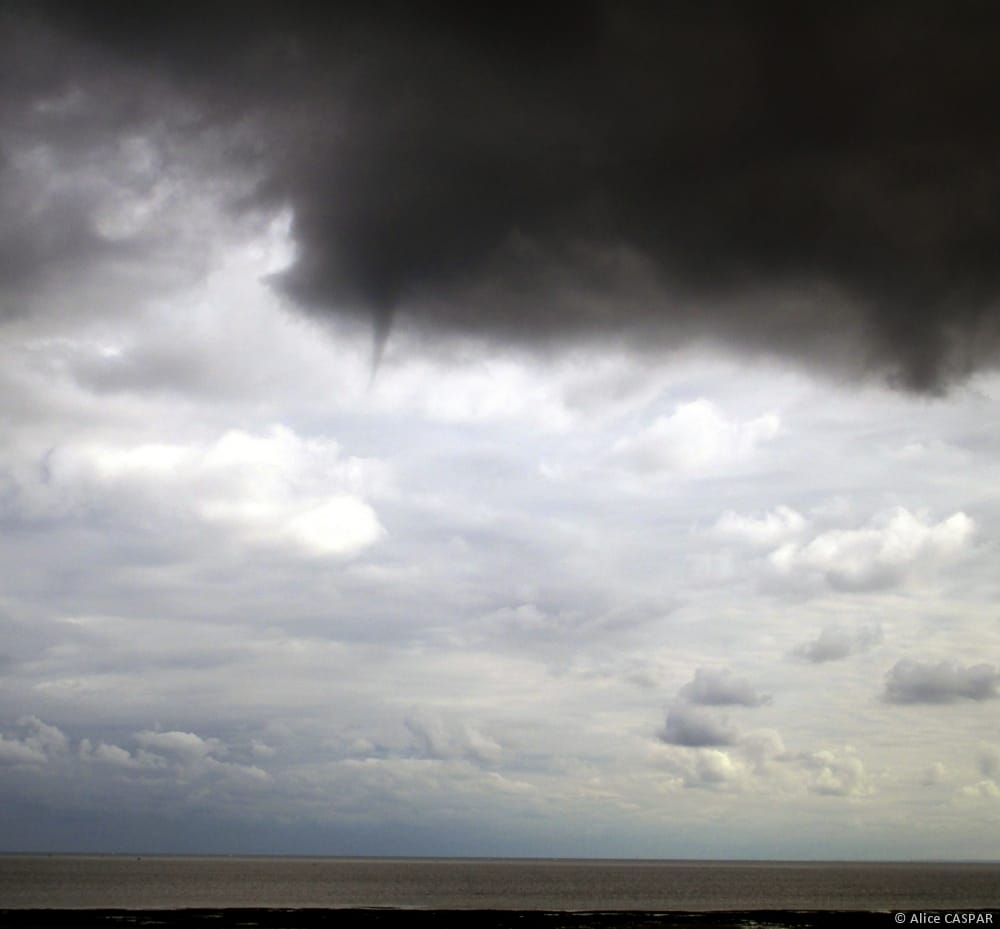 Tuba dans le Calvados le 5 septembre 2015. © Alice CASPAR Tuba dans le Calvados le 5 septembre 2015. © Alice CASPAR
