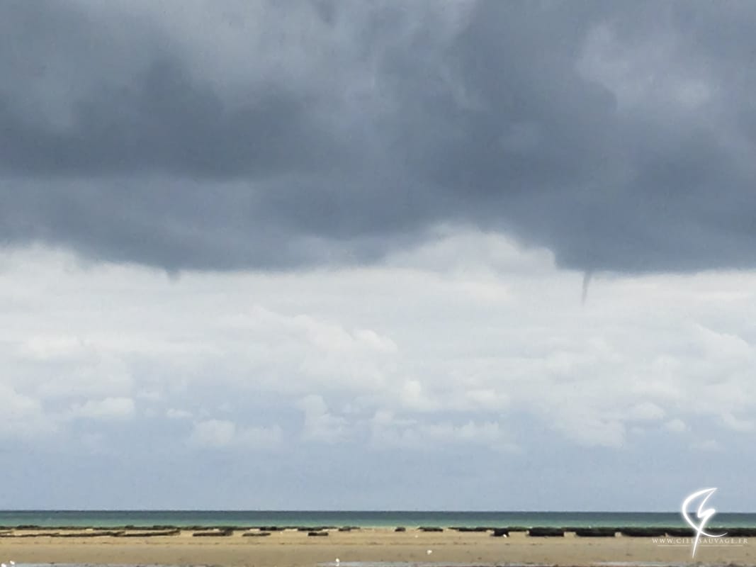 Tuba dans le Calvados le 5 septembre 2015. © Thibault CORMIER Tuba dans le Calvados le 5 septembre 2015. © Thibault CORMIER