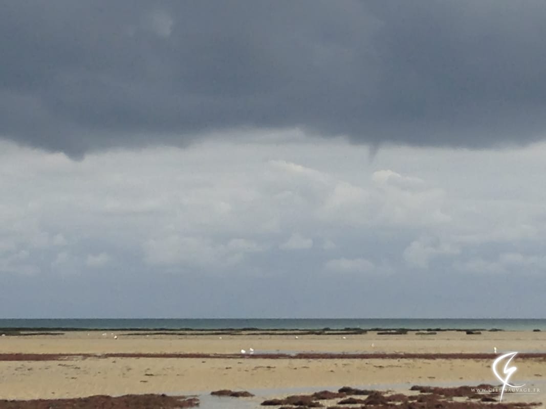 Tuba dans le Calvados le 5 septembre 2015. © Thibault CORMIER Tuba dans le Calvados le 5 septembre 2015. © Thibault CORMIER