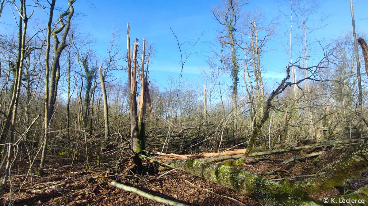 <p>Tornade confirmée hier en Meurthe-et-Moselle, au sud-est de Nancy. La tornade a notamment endommagé une forêt située à l’ouest de Lunéville. Plus d’informations dans l’actualité dédiée.</p>