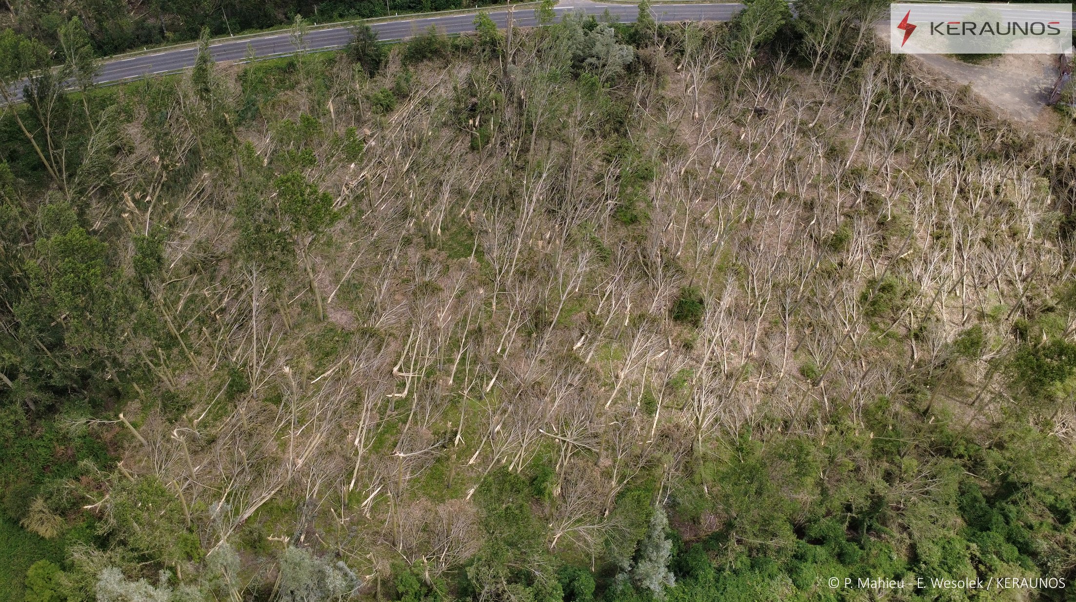 Violents orages du 27 juin : les enqu&ecirc;tes de terrain sont achev&eacute;es entre Oise, Somme et Aisne. Les d&eacute;g&acirc;ts pr&eacute;sentent tous des caract&eacute;ristiques de macrorafales (120-150 km/h). Exemple avec cette peupleraie souffl&eacute;e de fa&ccedil;on lin&eacute;aire au NE de Roye (80).
