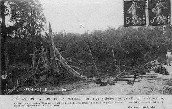 SAINT-GEORGES-DE-ROUELLEY (Manche) - Sapin de la Guitonnière après l'orage du 28 août 1907 - L'arbre est complètement pulvérisé