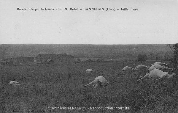 BANNEGON (Cher) - Boeufs tués par la foudre chez M. Robet - Juillet 1910