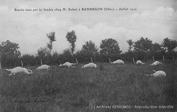 BANNEGON (Cher) - Boeufs tués par la foudre chez M. Robet - Juillet 1910