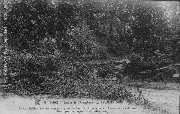 DIJON (Côte-d'Or) - Jardin de l'Arquebuse - Peuplier noir de 40 m de haut et de 12 m de circonférence, détruit par l'orage du 15 juillet 1917