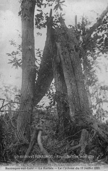 BAZOUGES-SUR-LE-LOIR (Sarthe) - La Barbée - Dégâts sur la végétation après l'épisode venteux du 13 juillet 1923