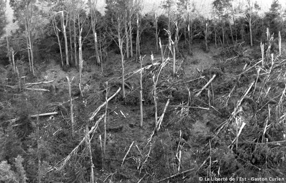 Macrorafales d'intensité extrême (D5) dans les Vosges le 11 juillet 1984