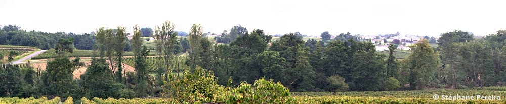 Berson - Vue panoramique d'arbres brisés net, près de Peyredoule. © Stéphane Pereira