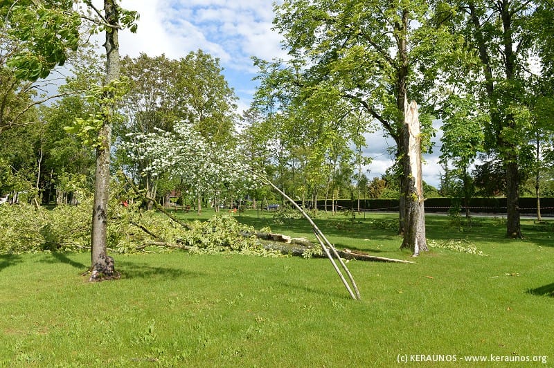 Microrafale de Levroux (Indre) du 21 mai 2014. Arbres cassés et branches arrachées au Petit Bois [burst swath n°4]. (c) KERAUNOS