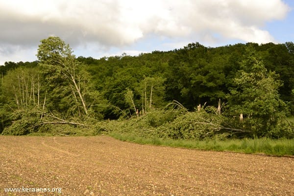 Microrafales entre Mensignac et Biras (Dordogne) le 21 mai 2014 - Arbres brisés net au niveau de la Donzelle, commune de Bussac. (c) - Keraunos