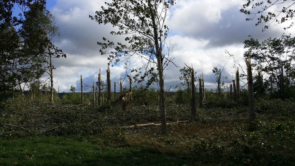 Dégâts dus au vent le 16 septembre - Végétation endommagée à Villers-sur-Meuse (55) - Damien Sanon