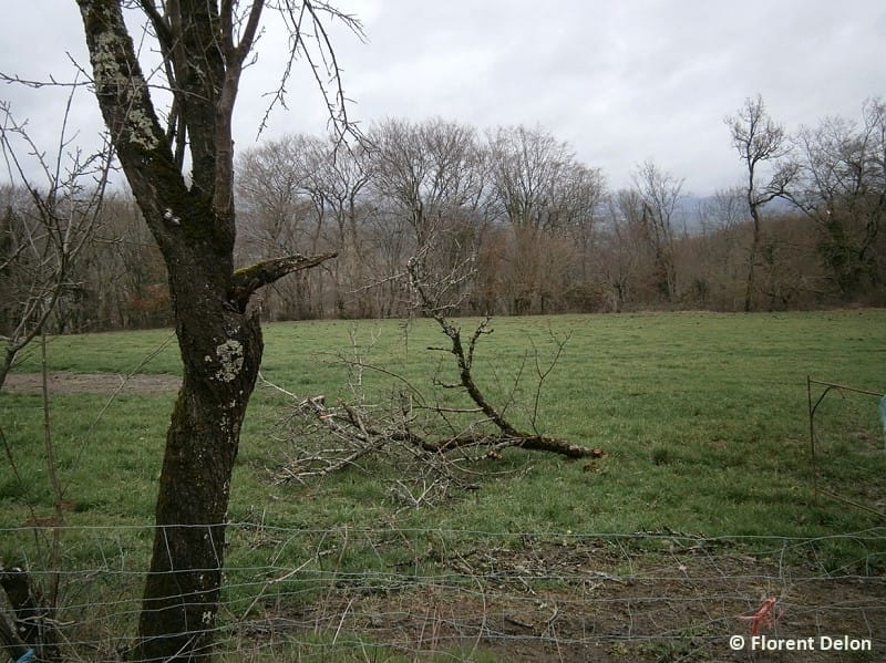 Macrorafale de Loubressac (Lot) du 4 janvier 2016. Végétation endommagée près de Pech Fumat (Loubressac). © F. Delon