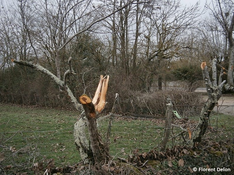 Macrorafale de Loubressac (Lot) du 4 janvier 2016. Végétation endommagée à l'entrée du hameau de Py (Loubressac). © F. Delon