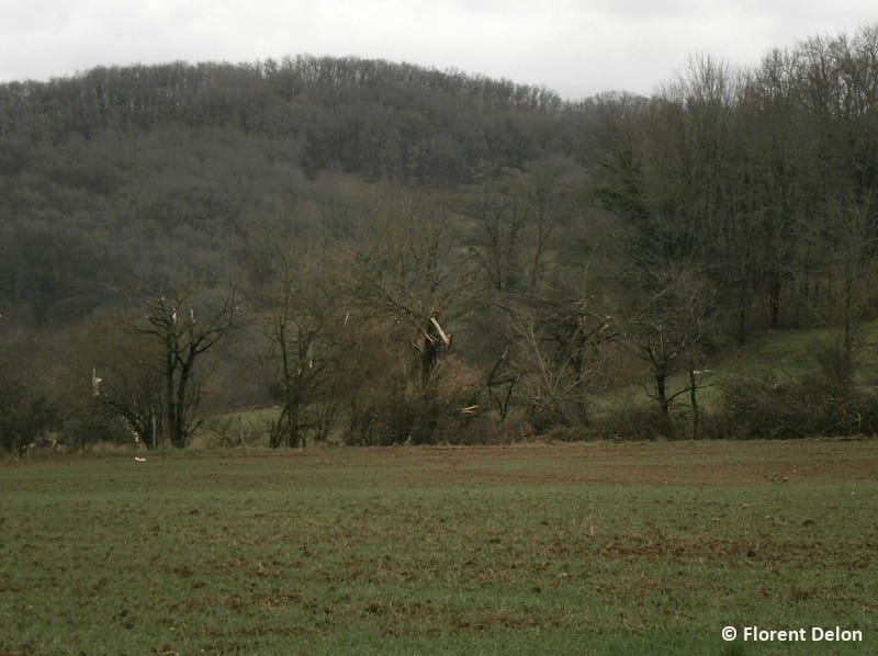 Macrorafale de Loubressac (Lot) du 4 janvier 2016. Gros arbres ébranchés en contrebas de la D14 (Loubressac). © F. Delon