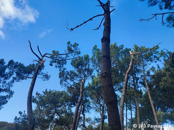 Tornade EF0 à Moëlan-sur-Mer (Finistère) le 8 novembre 2022