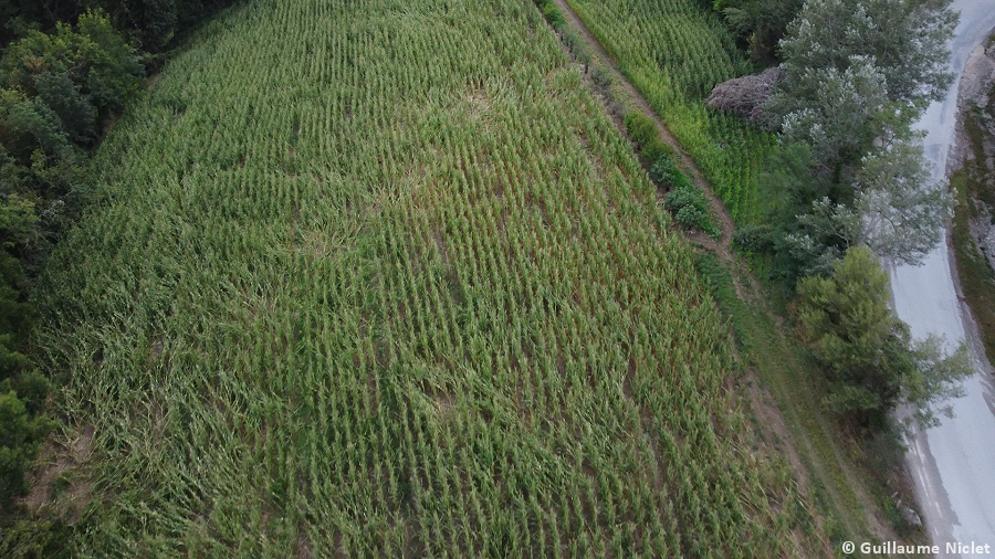 Macrorafales d'intensité modérée (D2) de l'Ain à la Haute-Savoie le 24 juillet 2023