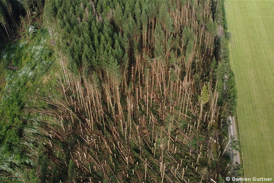 Macrorafales de très forte intensité (D4) entre le Val de Morteau (France) et la Chaux-de-Fonds (Suisse) le 24 juillet 2023