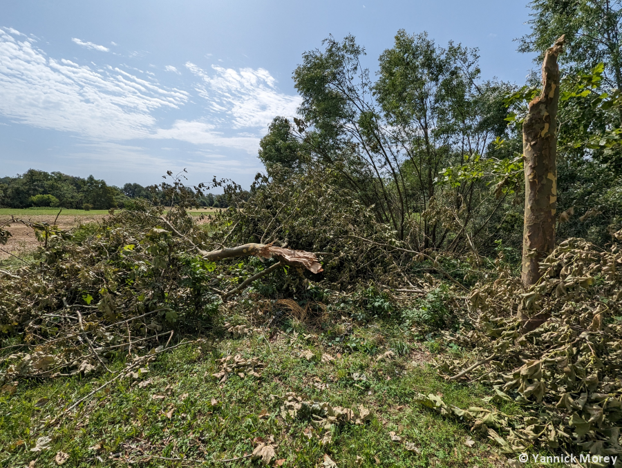 Macrorafales d'intensité modérée (D2) de la Saône-et-Loire au Doubs le 15 juillet 2023