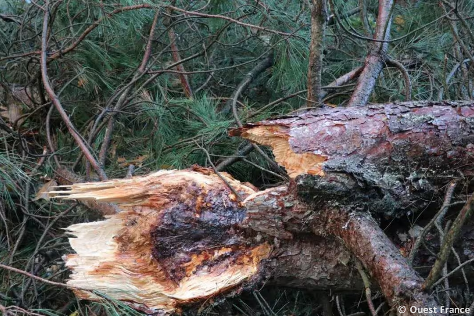 Tornade EF1 à Erdre-en-Anjou (Maine-et-Loire) le 4 novembre 2023