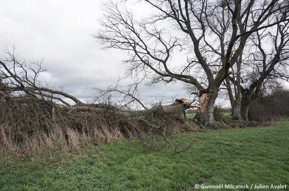 Tornade EF0 à Gournay-en-Bray (Seine-Maritime) le 8 janvier 2023