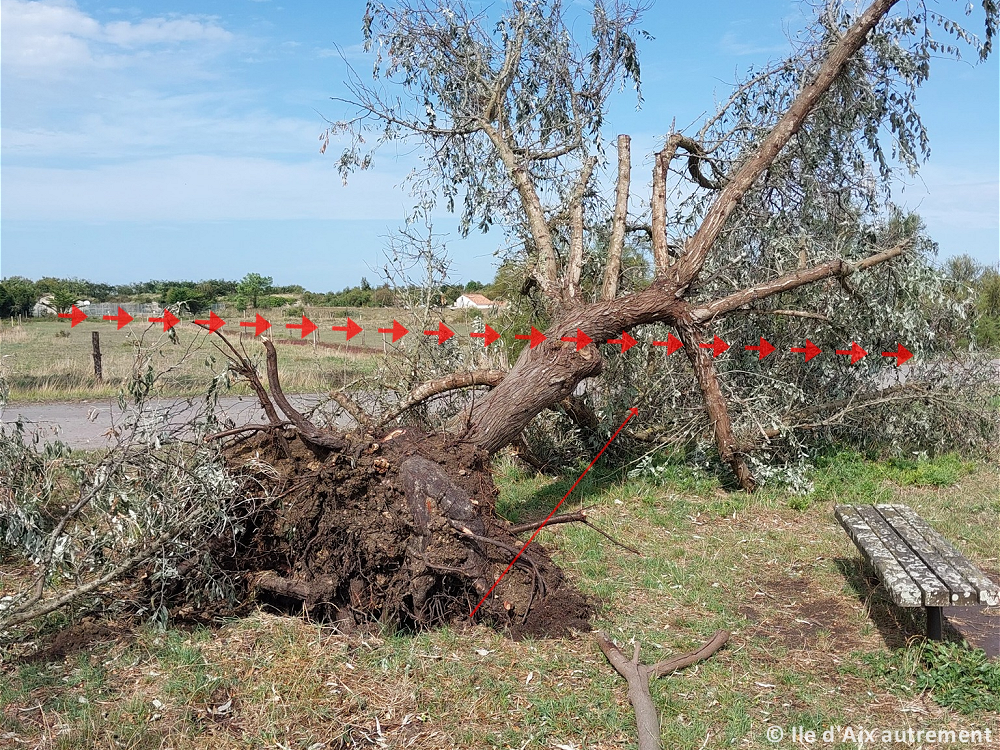 Tornade EF1 à Ile-d'Aix (Charente-Maritime) le 17 septembre 2023