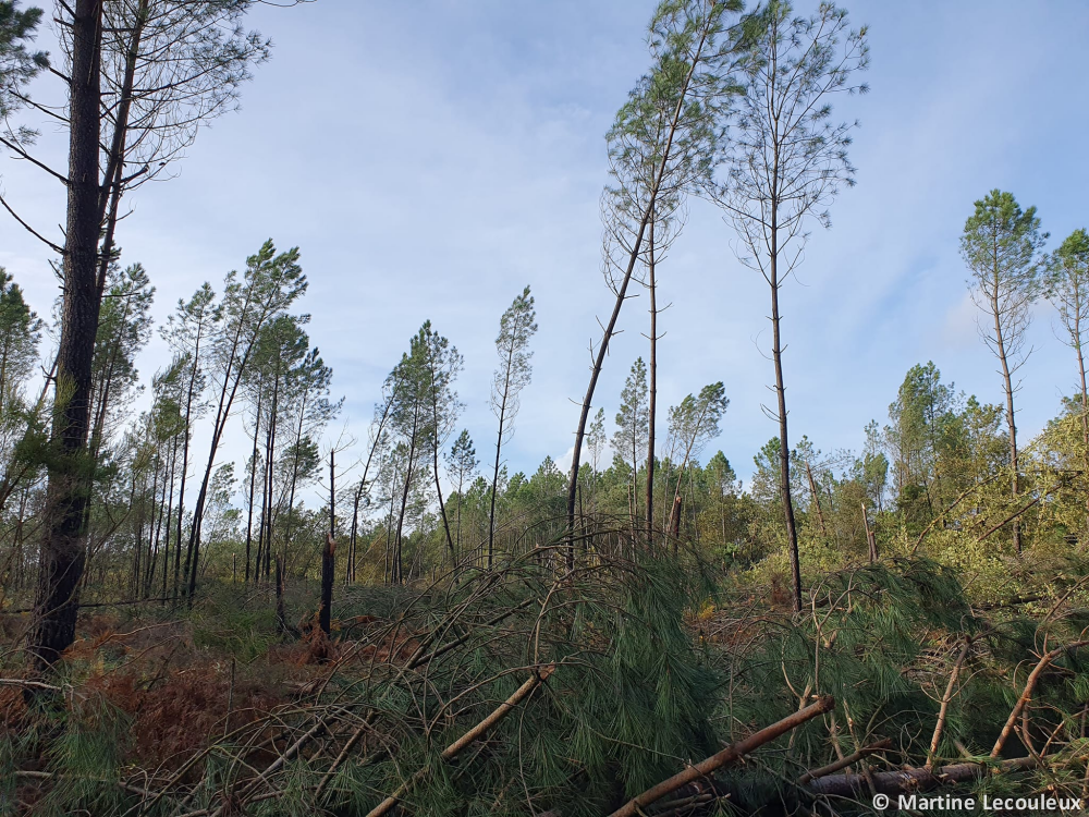 Tornade EF1 aux Eglisottes-et-Chalaures (Gironde) le 1er novembre 2023