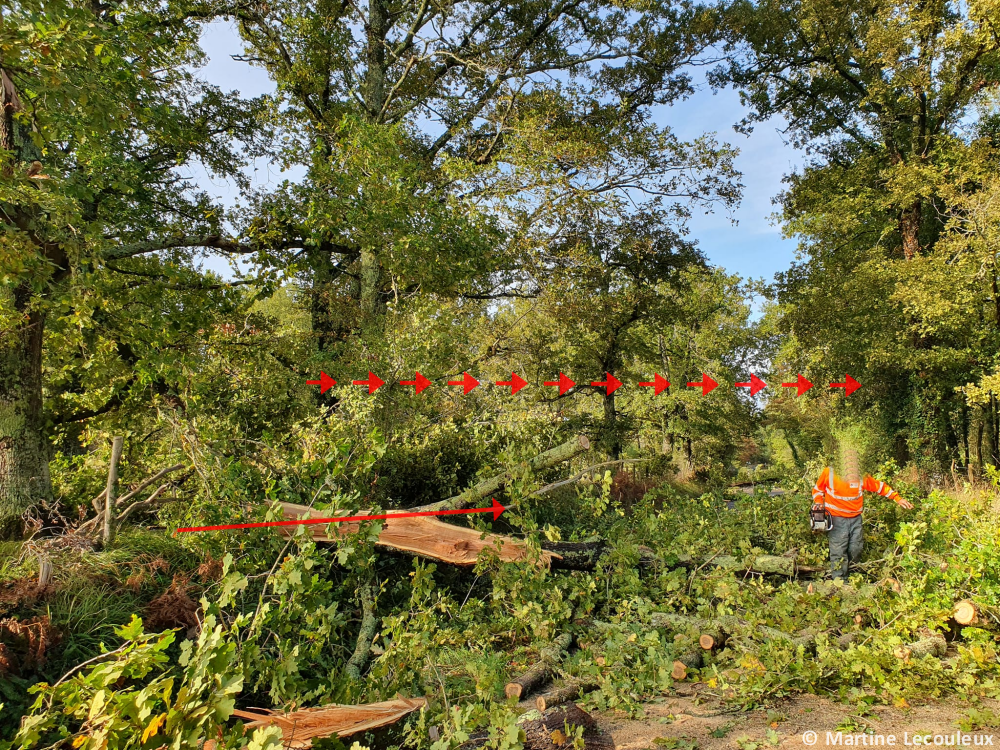 Tornade EF1 aux Eglisottes-et-Chalaures (Gironde) le 1er novembre 2023