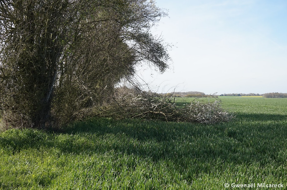 Tornade EF1 à Mesnil-en-Ouche (Eure) le 31 mars 2023