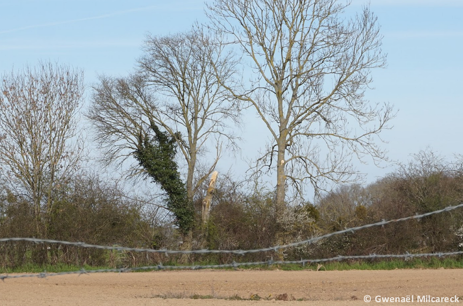 Tornade EF1 à Mesnil-en-Ouche (Eure) le 31 mars 2023