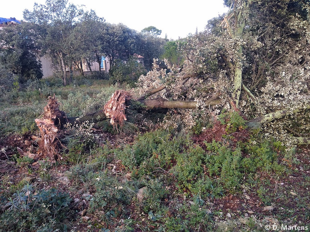 Tornade EF1 à Poulx (Gard) le 30 octobre 2023