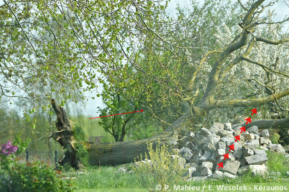 Tornade EF1 à Lestrem (Pas-de-Calais) le 8 avril 2024