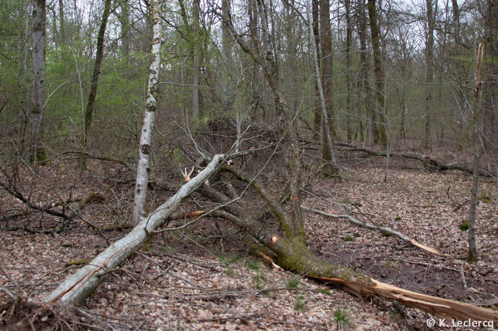 Tornade EF1 à Vitrimont (Meurthe-et-Moselle) le 4 avril 2024