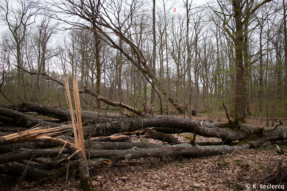 Tornade EF1 à Vitrimont (Meurthe-et-Moselle) le 4 avril 2024