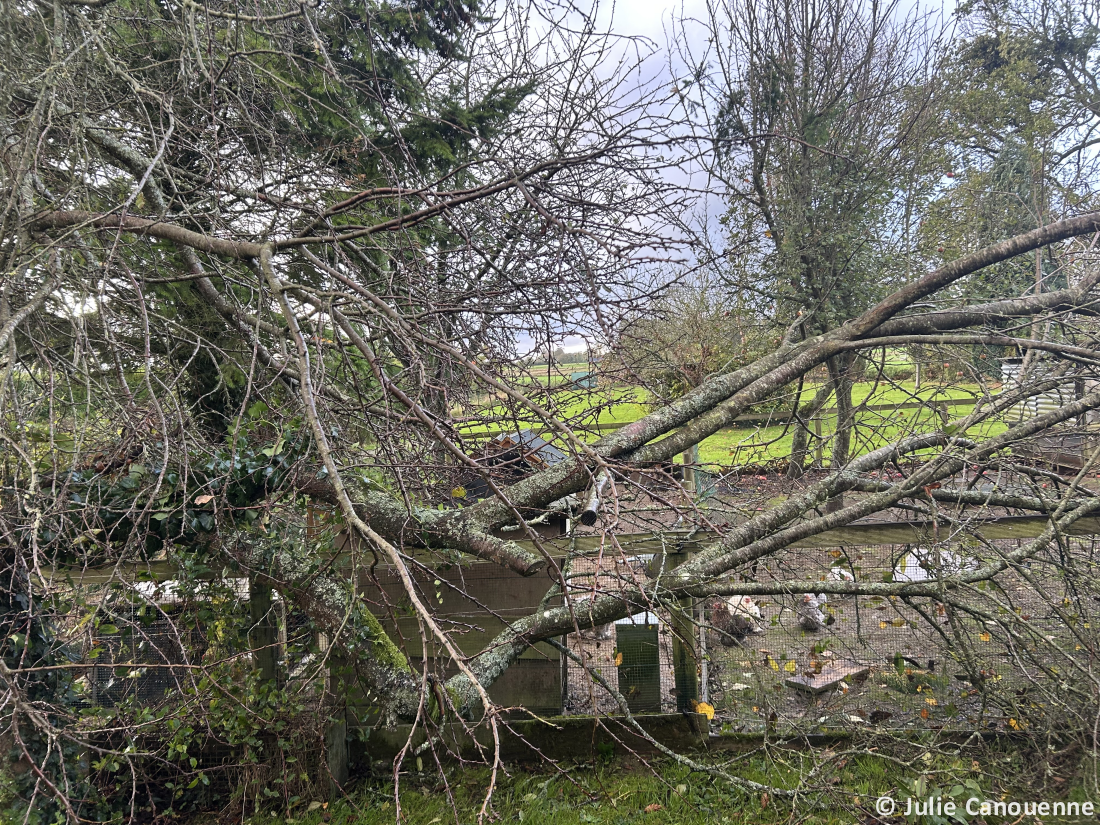 Tornade EF0 à Anglesqueville-la-Bras-Long (Seine-Maritime) le 20 octobre 2025