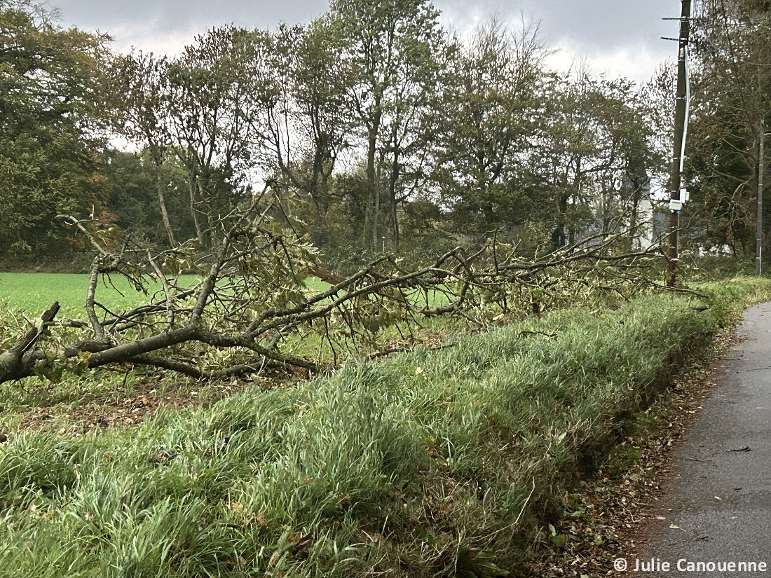 Tornade EF0 à Anglesqueville-la-Bras-Long (Seine-Maritime) le 20 octobre 2025