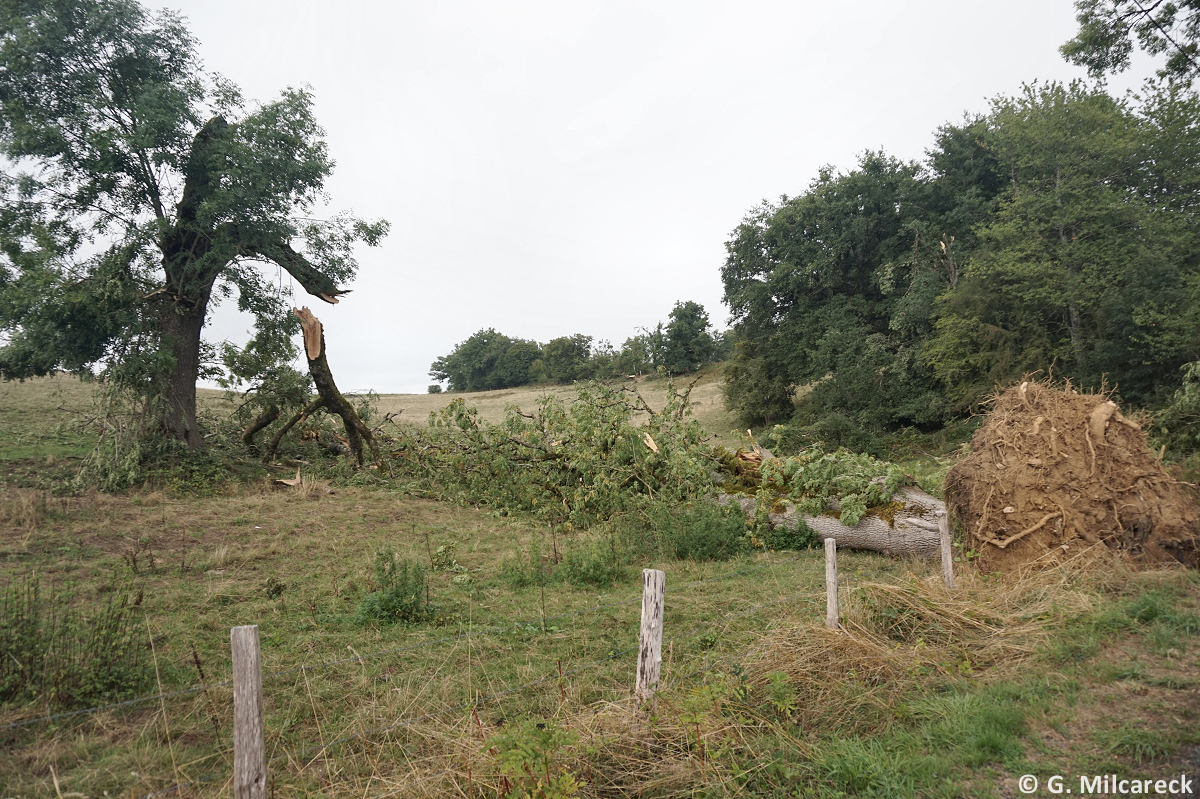 Tornade EF0 à Boisseuil (Haute-Vienne) le 29 août 2025