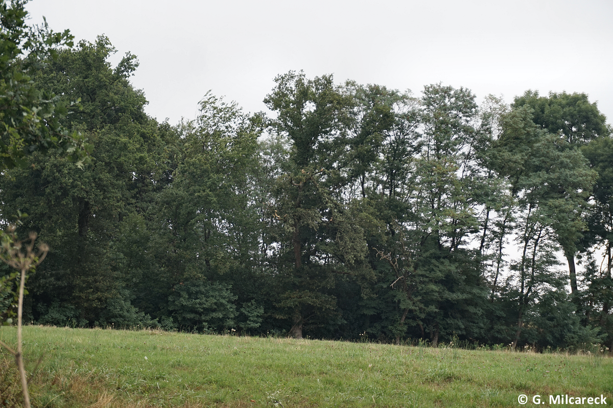 Tornade EF0 à Boisseuil (Haute-Vienne) le 29 août 2025