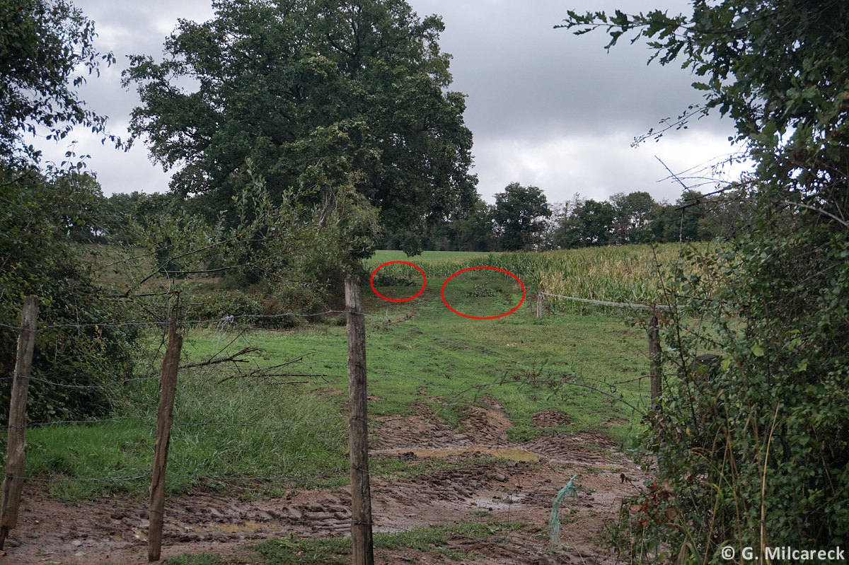 Tornade EF0 à Boisseuil (Haute-Vienne) le 29 août 2025