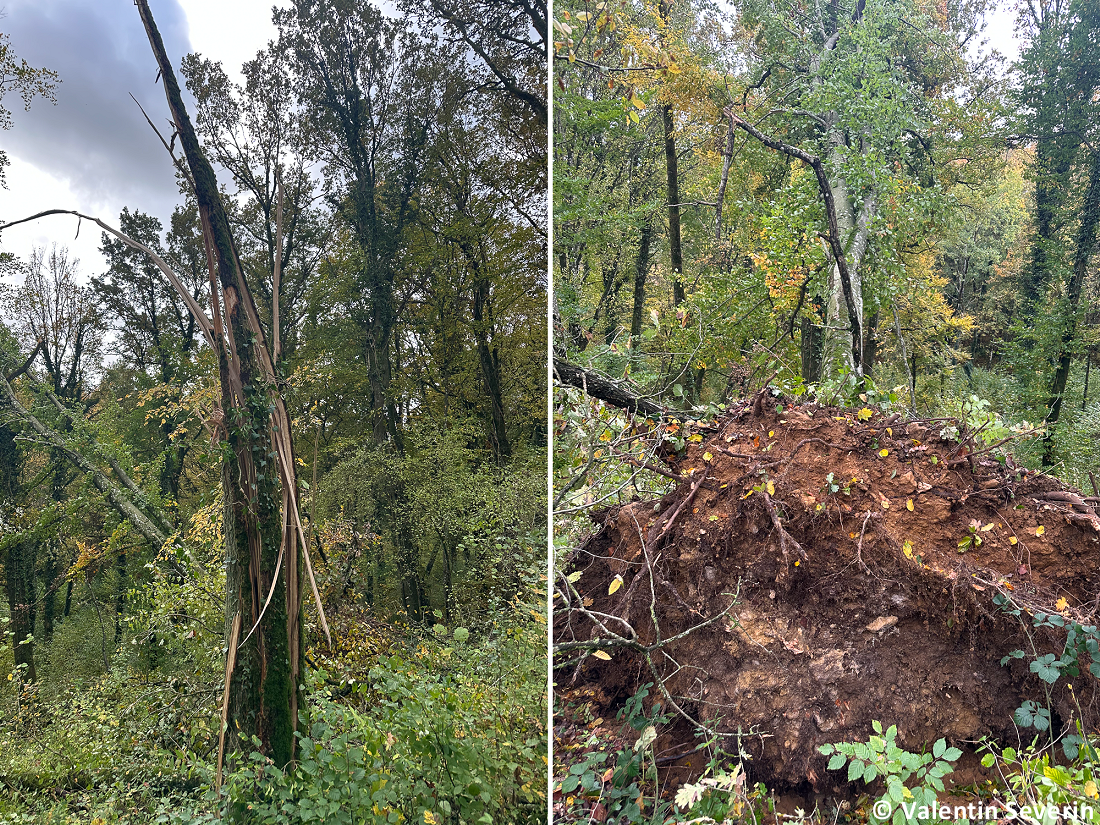 Tornade EF1 à Chambley-Bussières (Meurthe-et-Moselle) le 20 octobre 2025